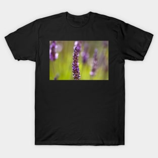 Purple lavender flowers T-Shirt